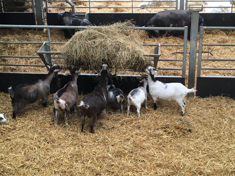 Cannon Hall Farm, Barnsley