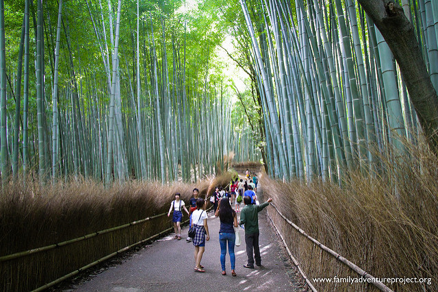 Bamboo Grove near Kyoto