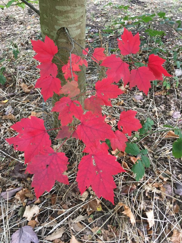 Red leaves at Isabella Plantation autumn, Richmond Park, London