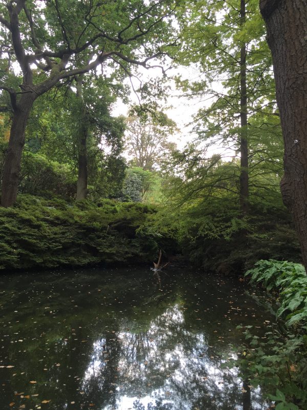 The Still Pond at Isabella Plantation, Richmond Park, London