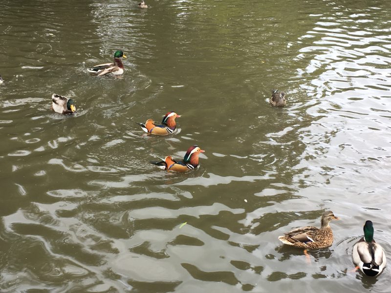 Ducks at Isabella Plantation, Richmond Park, London