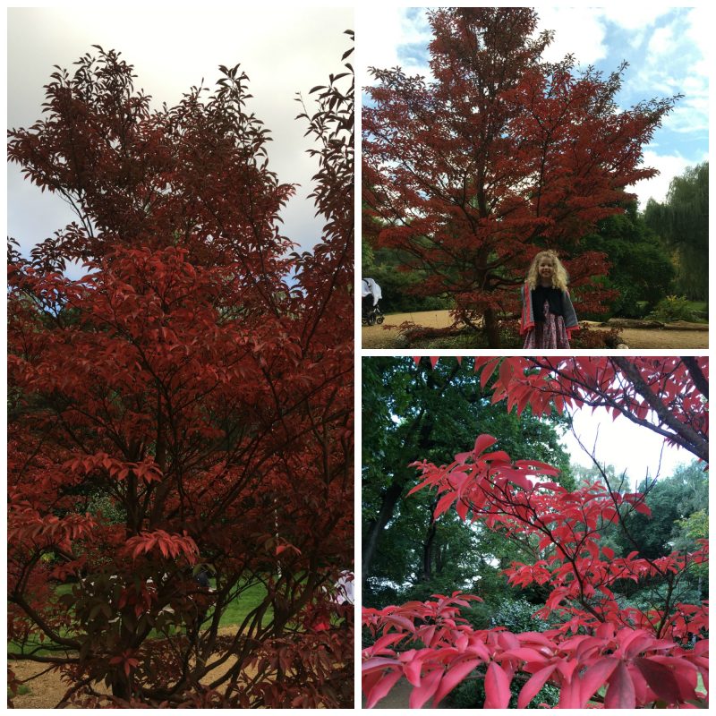 Beautiful red tree at the Isabella Plantation, Richmond Park, London