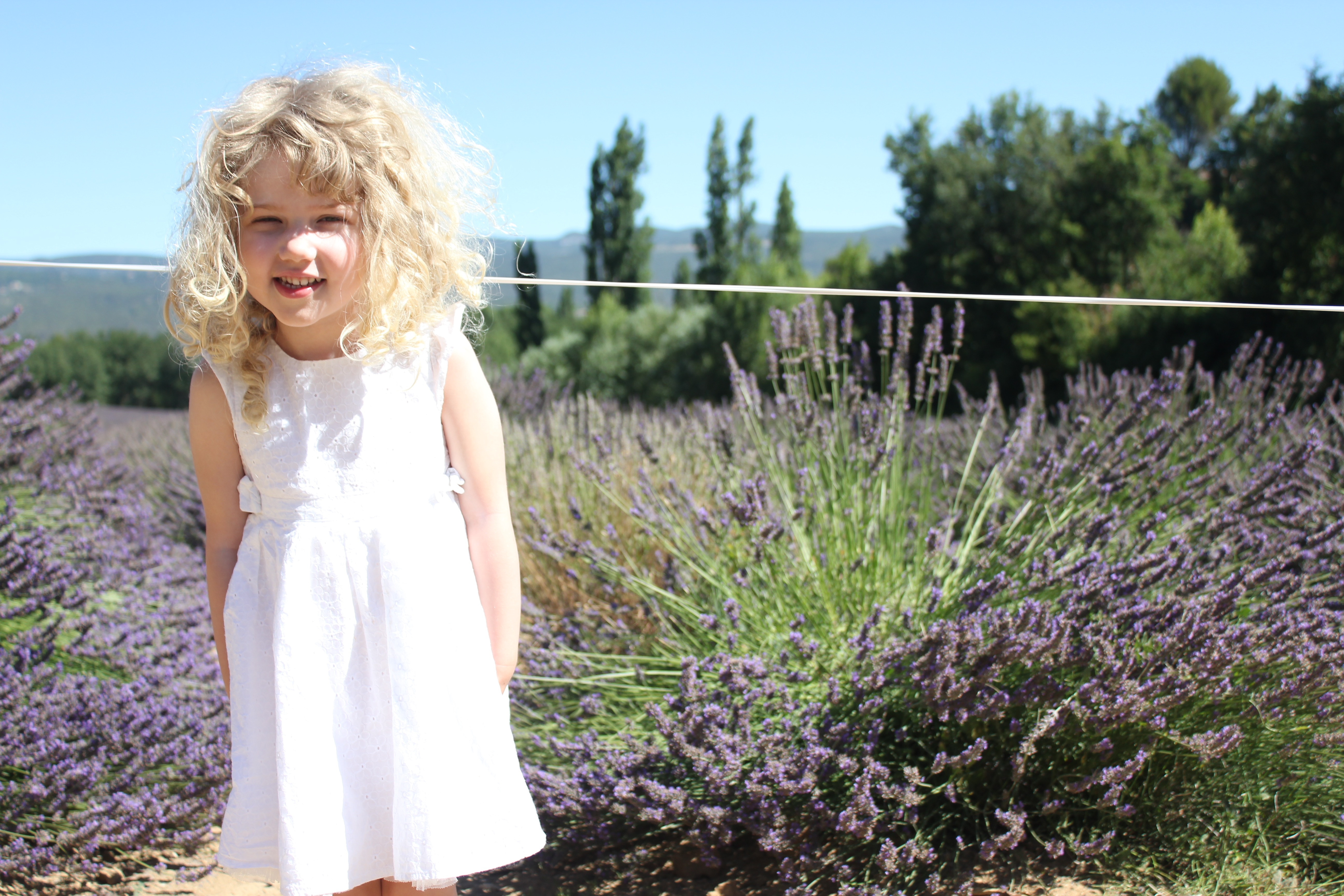 Lavender Fields in Provence