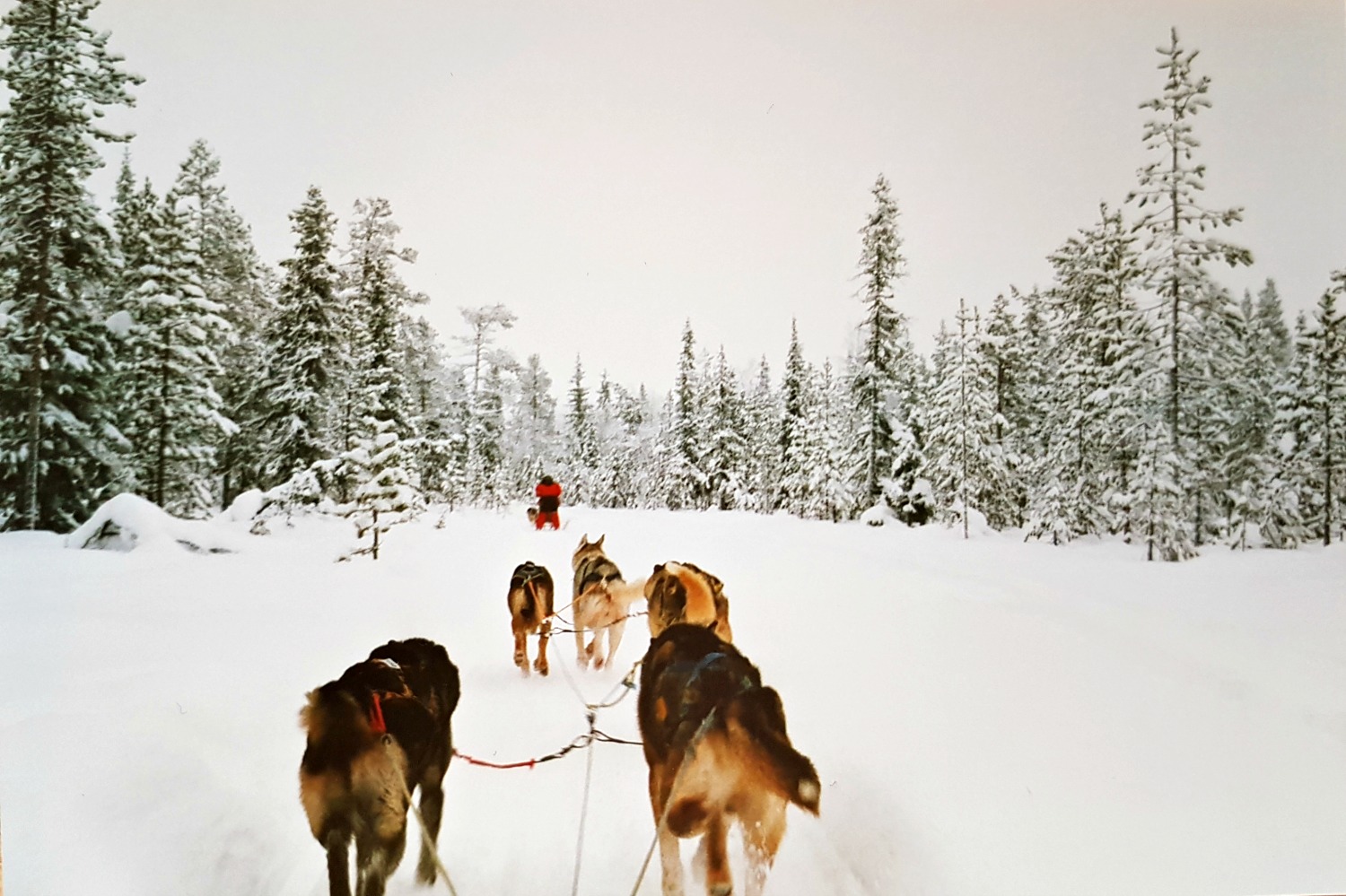 Winter in Lapland