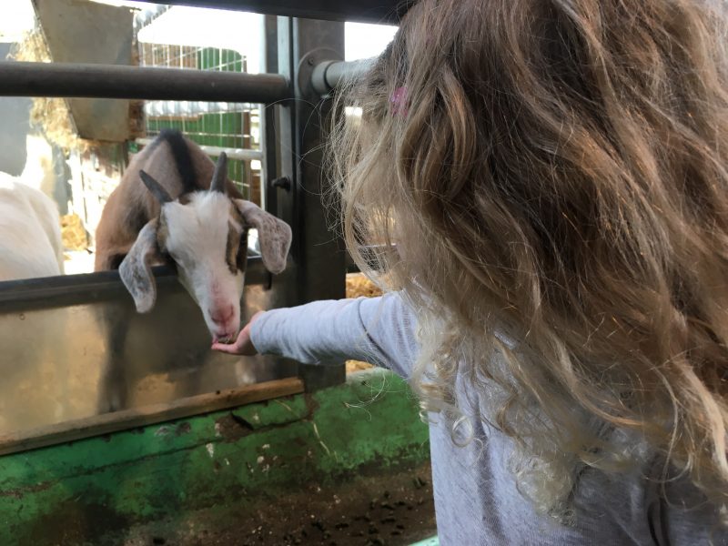 Feeding goats, Willows Farm