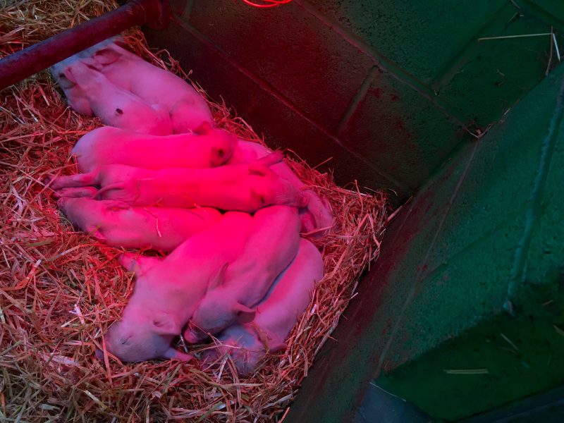 Piglets at Willows Farm, St Albans