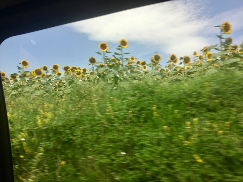 Sunflowers of Provence, France