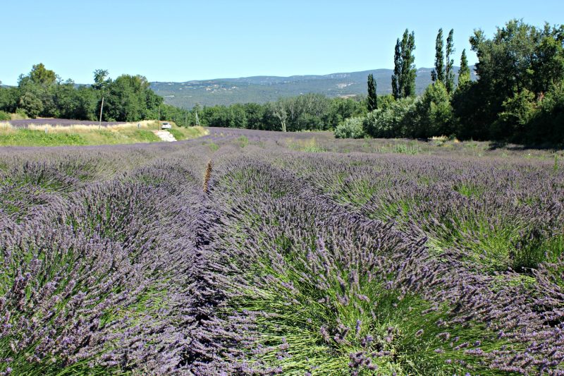 Lavender fields of Provence