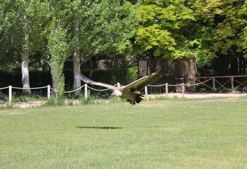 Vulture at Monasterio de Piedra