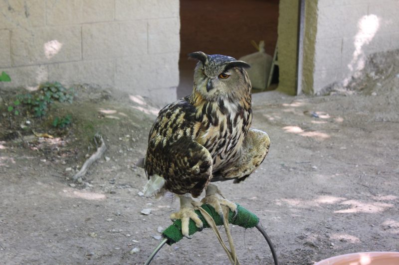 Vulture at Monasterio de Piedra