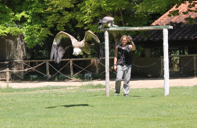 vultures at piedra monastery gardens