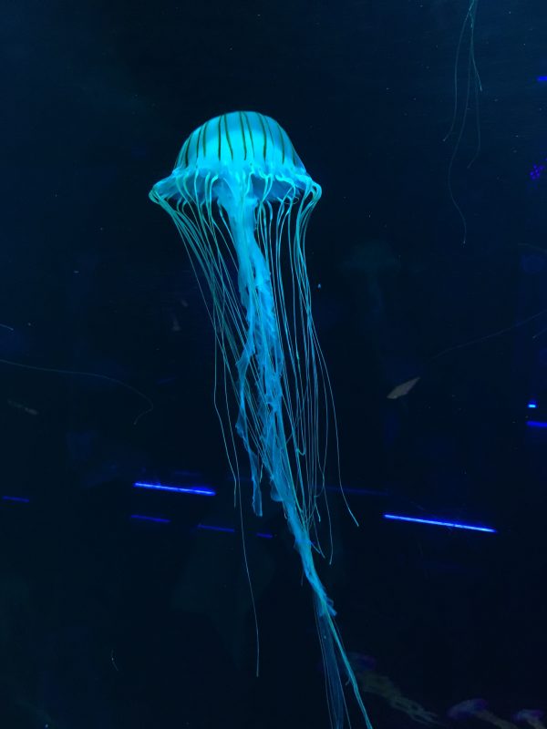 Jellyfish at SeaLife aquarium, South bank, London