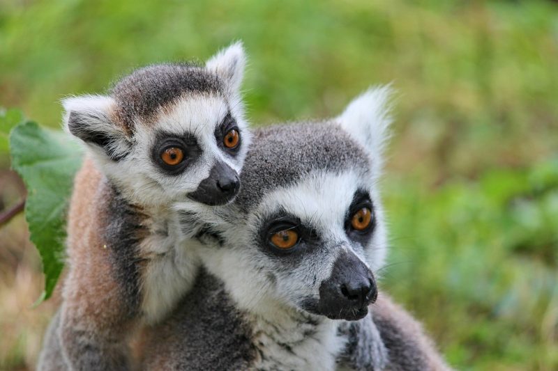Lemurs, Madagascar: Pixabay