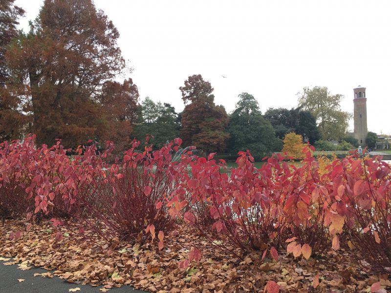 Kew Gardens in autumn, London