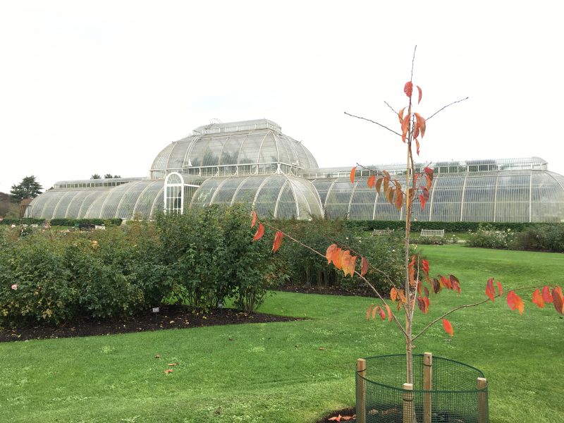 The Palm House, Kew Gardens, London