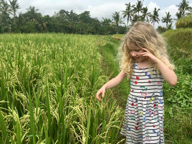Bali: Rice paddies in Ubud