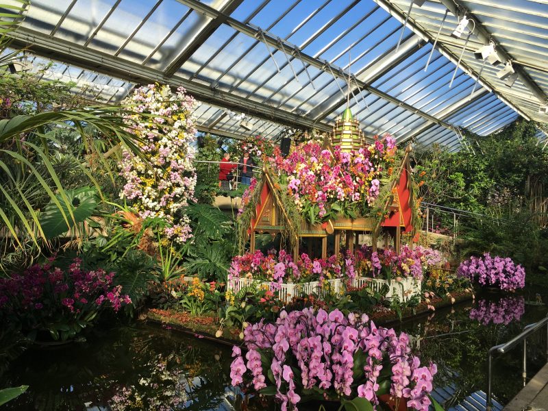 Orchid Festival, Kew Gardens