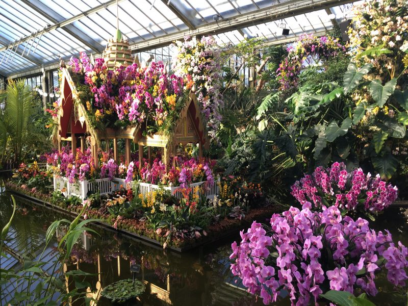 Kew Gardens Orchid festival