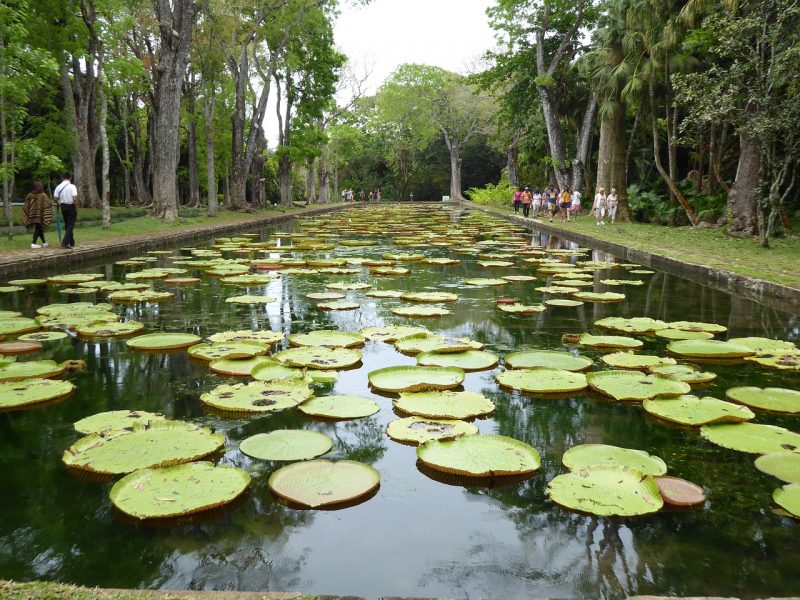Mauritius Botanical Gardens