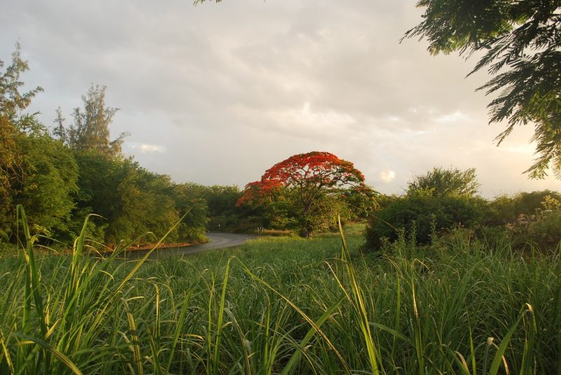 Sugar cane, Mauritius