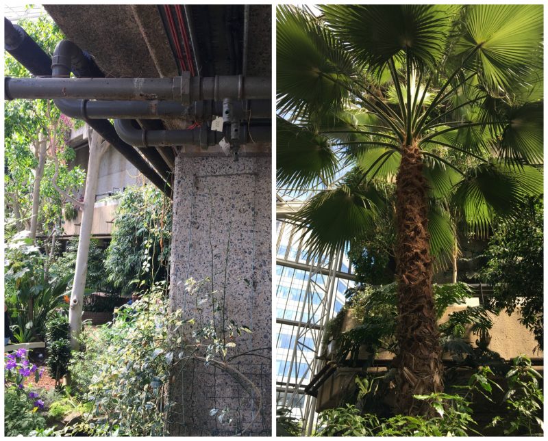 Barbican Conservatory, London