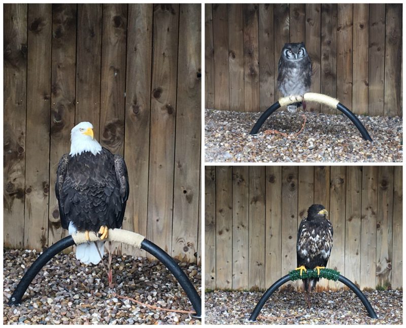 Birds of Prey at Warwick Castle