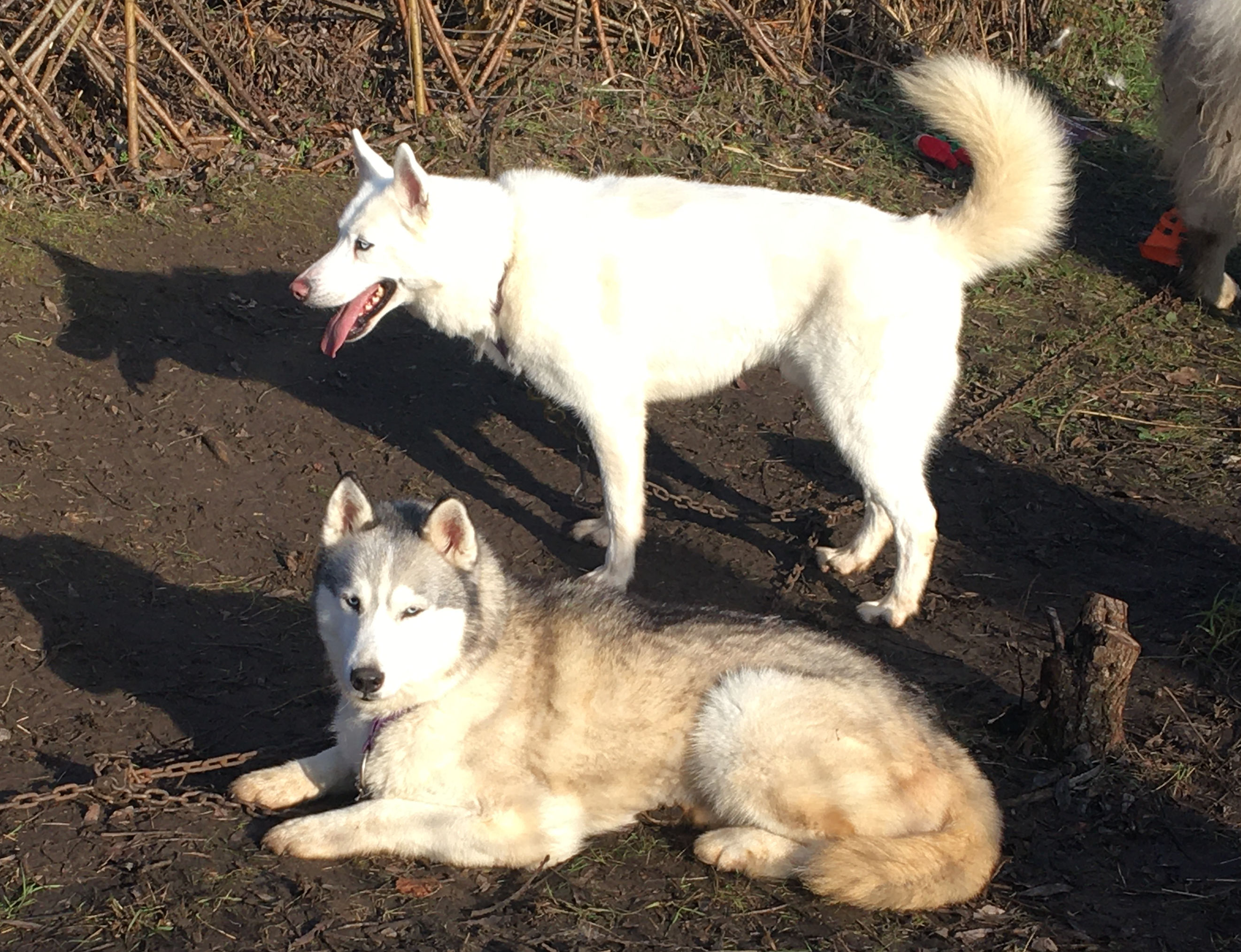 Husky dogs at London Wetland centre Barnes at Christmas