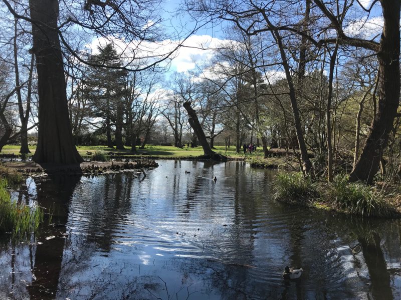 Bushy Park: Outdoor space in Surrey