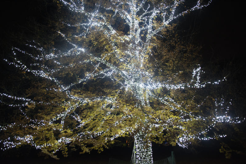 Heritage tree at Kew Gardens is covered in lights as part of the light display for Christmas at Kew