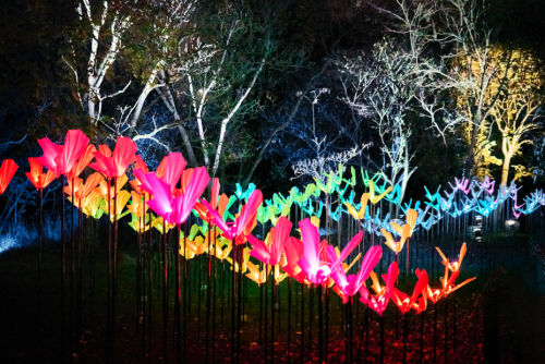 A light installation of birds at Kew Gardens for Christmas at Kew light trail