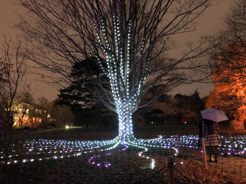 A tree at Kew Gardens is illuminated as music plays. The Singing tree is part of Christmas at Kew light festival